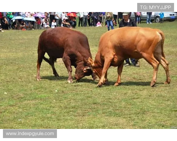 优质真人斗牛网址大全找寻值得信赖的真人斗牛网址平台保障玩家体验的精彩在线真人斗牛网址推荐优质平台一网打尽。
