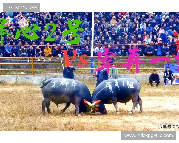 安全可靠的真人斗牛网址汇总为玩家提供优质的线上斗牛娱乐服务